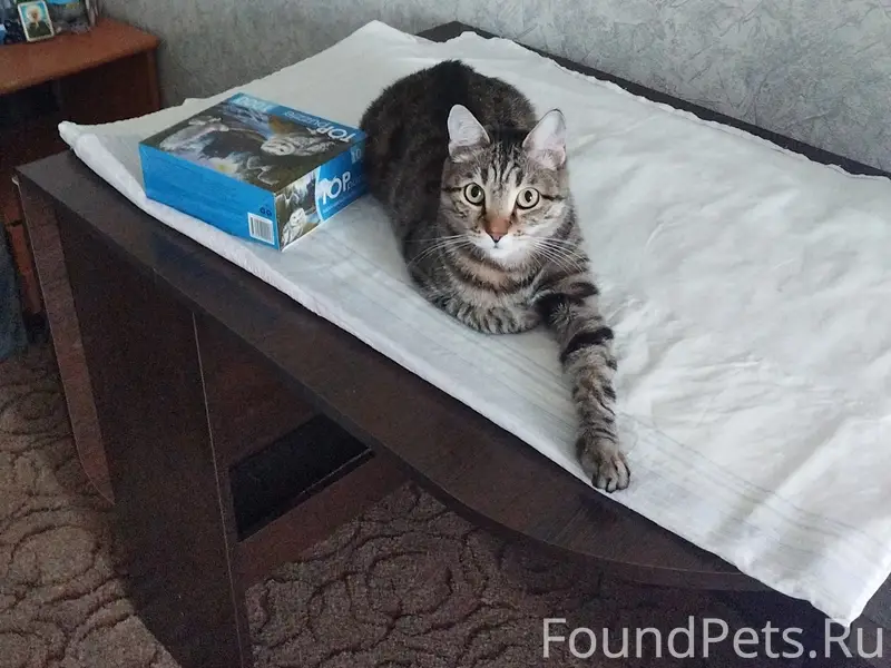 Пропал кот, Кузнецкий район