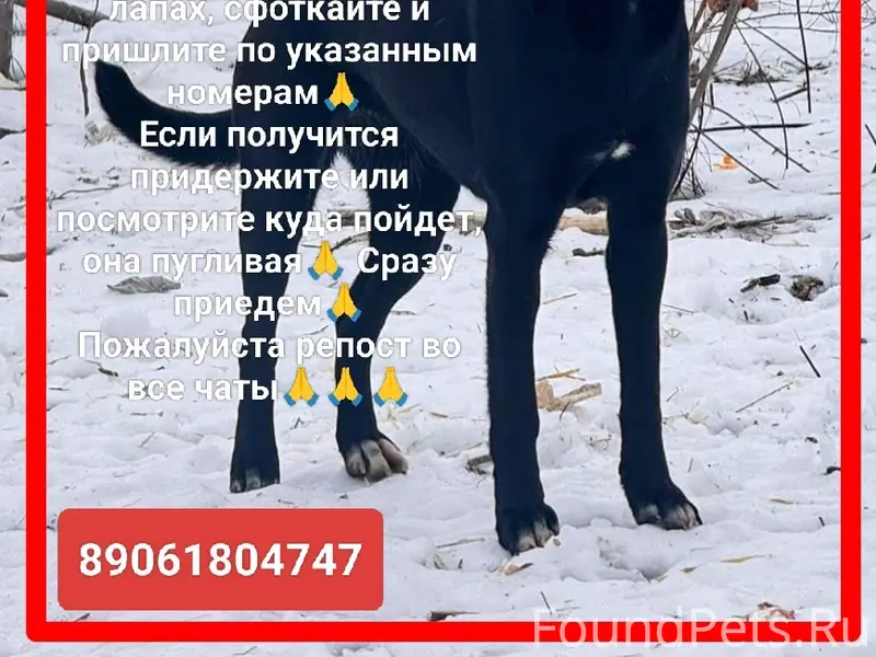 Пропала собака, Ростов-на-Дону, Западный