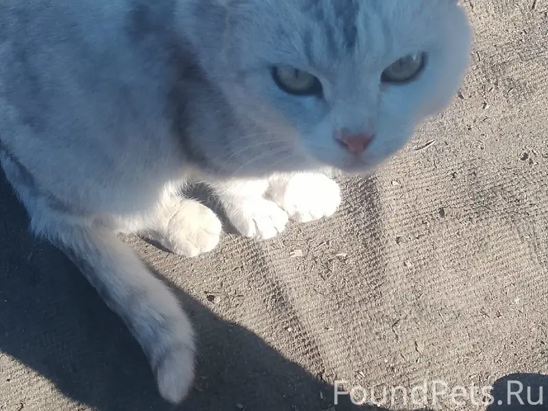Пропала кошка, улица Октябрьская
