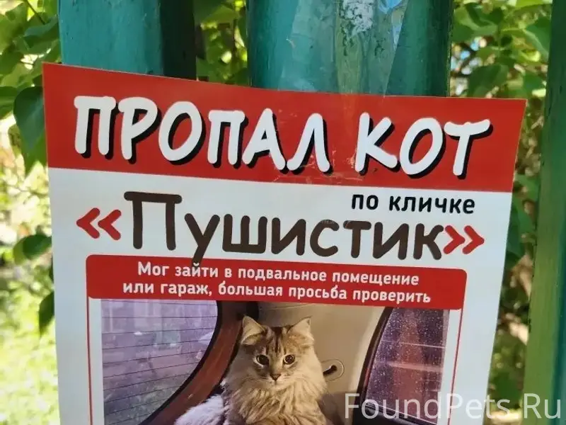 Пропал кот, улица Социалистическая