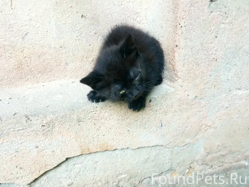 Найден чёрный котёнок, Щёкино