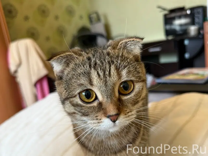 Пропала кошка Буся, ул. 2 Чайковского
