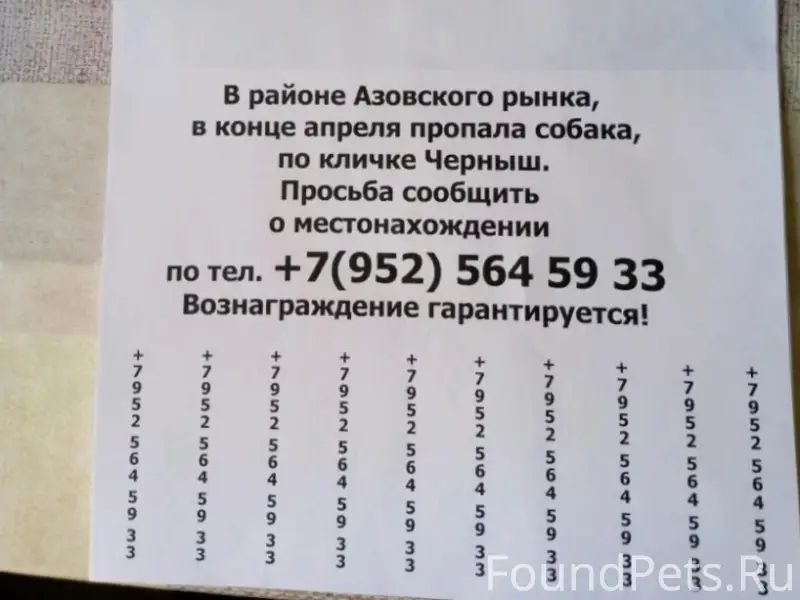 Пропал метис Черныш, район неизвестен
