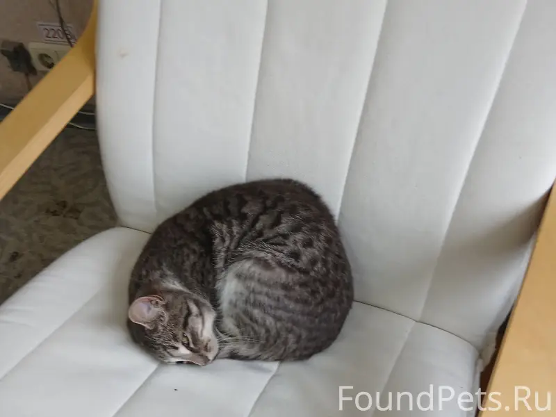 Найден котёнок, Мурысева 77