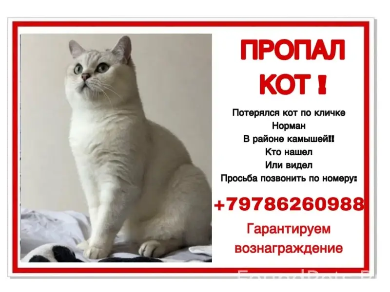 Пропал кот, Ближние Камыши