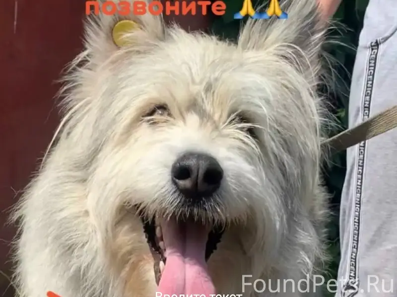 Пропал пёс Дэн, СНТ аэропорта