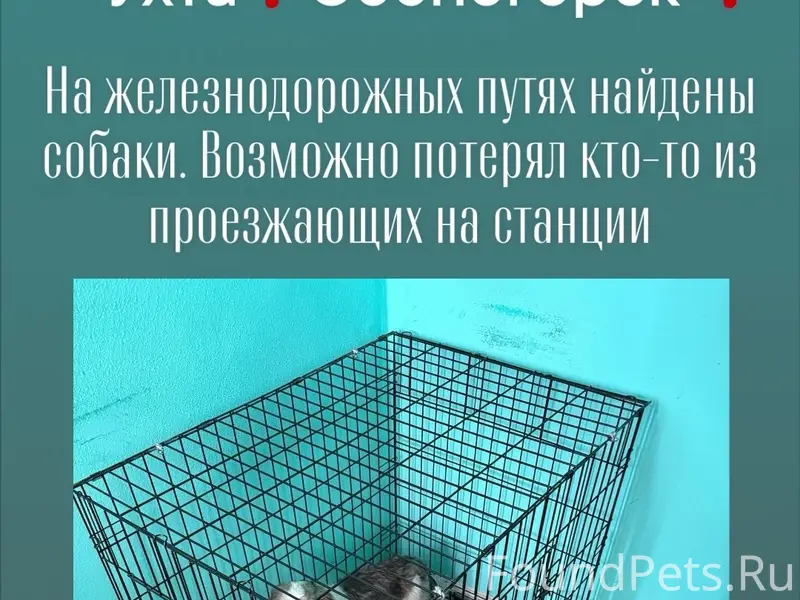 Найденны собаки в районе ждв Сосногорска