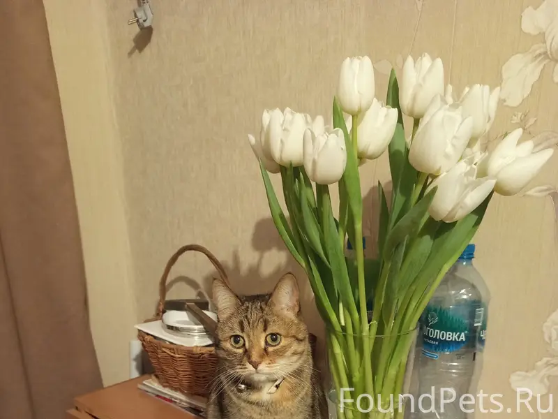 Пропала кошка Муся, район Минская 23