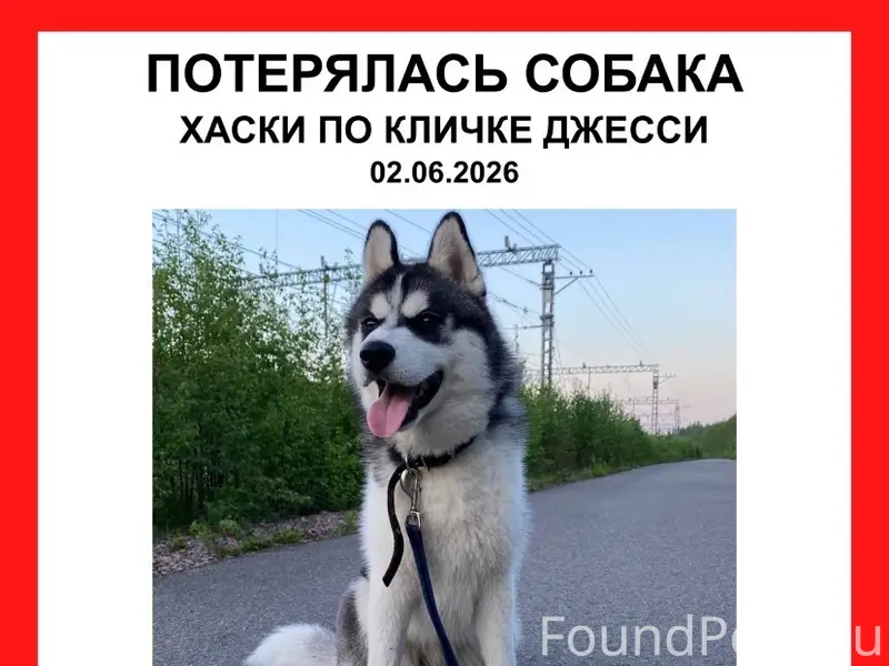 Пропала собака, может быть на Рябиновом Мысе