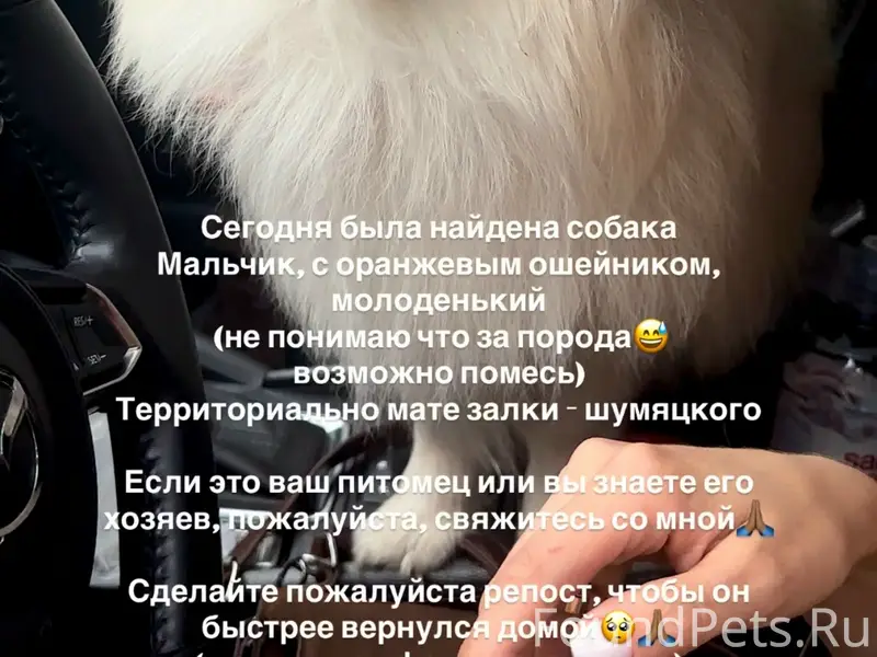 Найден щенок, Мате Залки — Шумяцкого