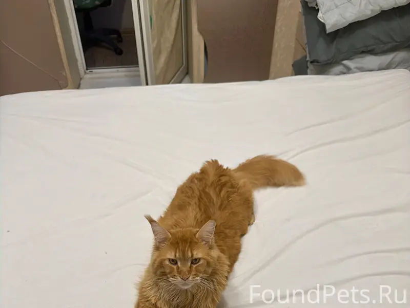Пропал кот