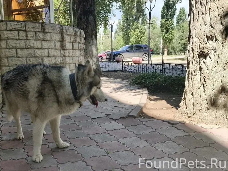 Найден хаски, Ленина 104