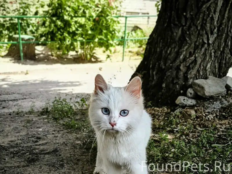 Найдена белая кошка, Пролетарская, 84