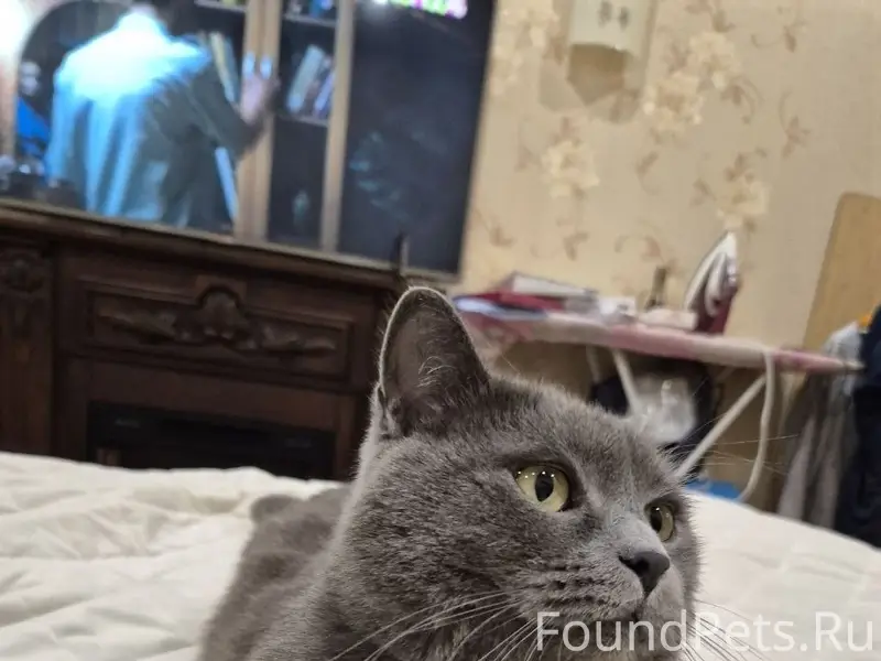 Пропал кот Мани