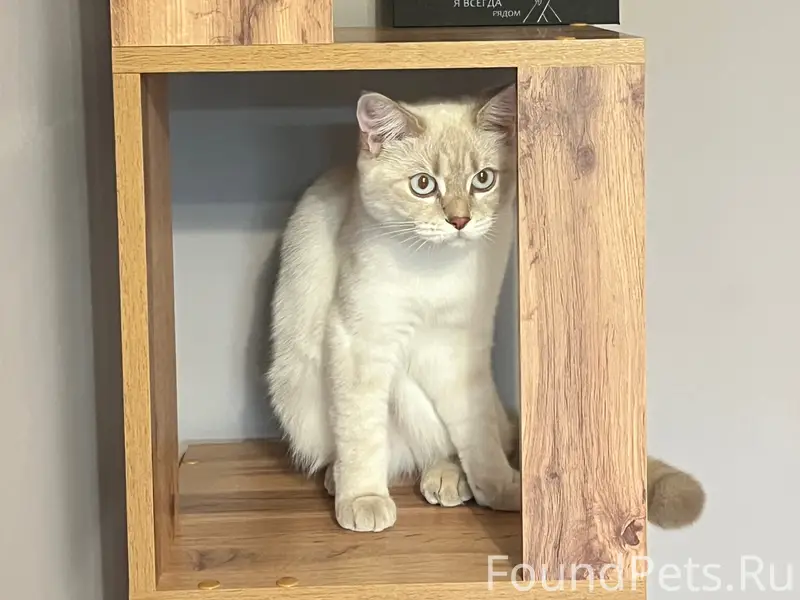 Пропала кошка Василиса, Ткацкий