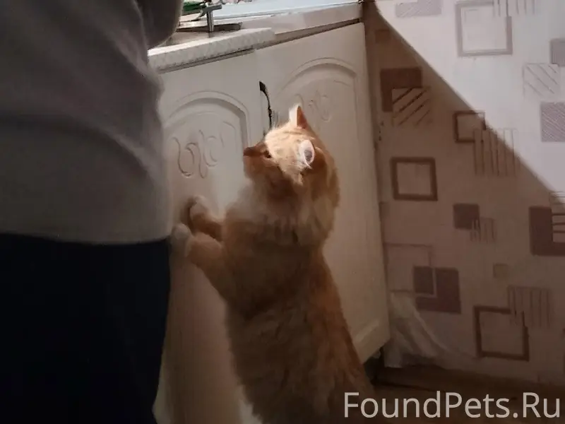 Пропал кот Феля
