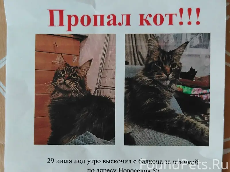 Пропал кот Олаф, Новосёлов 57
