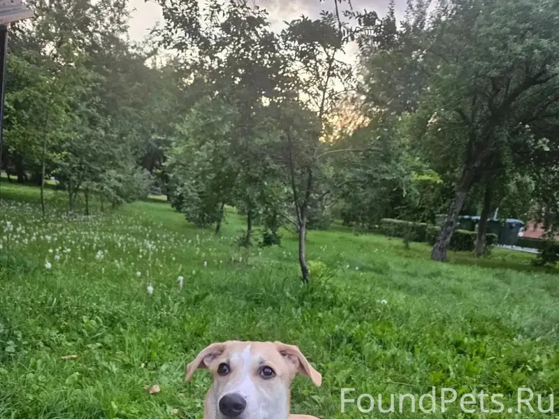 Найден пёс Персик, центр города на Малыгина