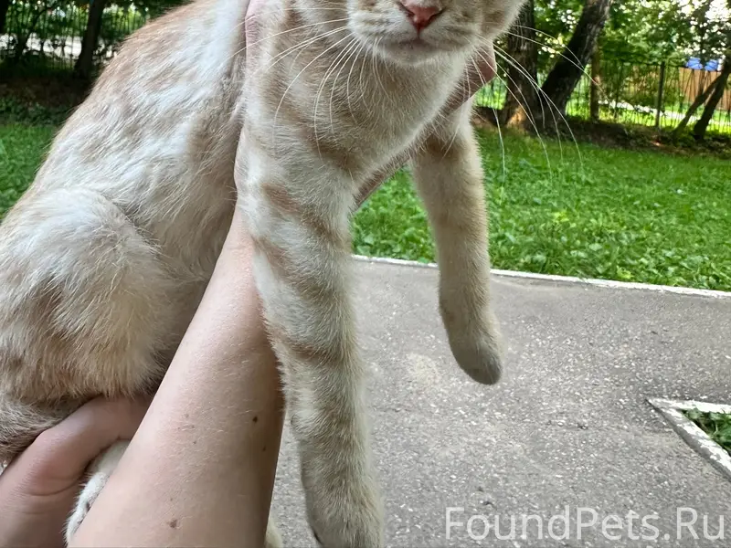 Найден котёнок, пер. Советский