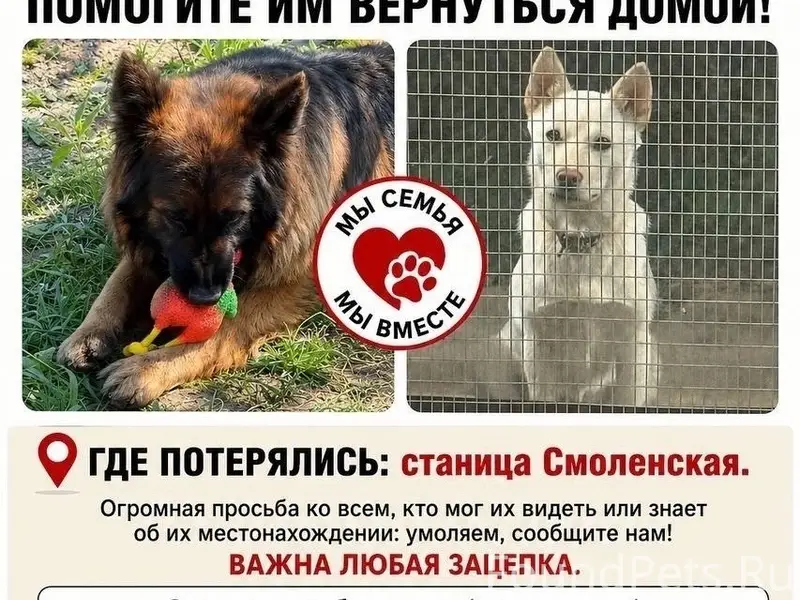 Пропали собаки