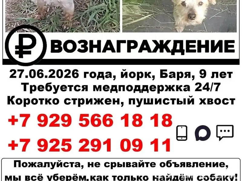 Пропал йоркширский терьер Баря, деревня Яковлево