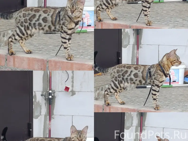 Пропала бенгальская кошка Ася, Коломна