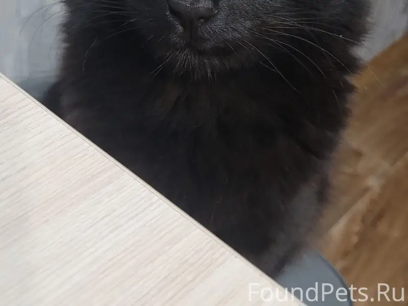 Потерялся кот