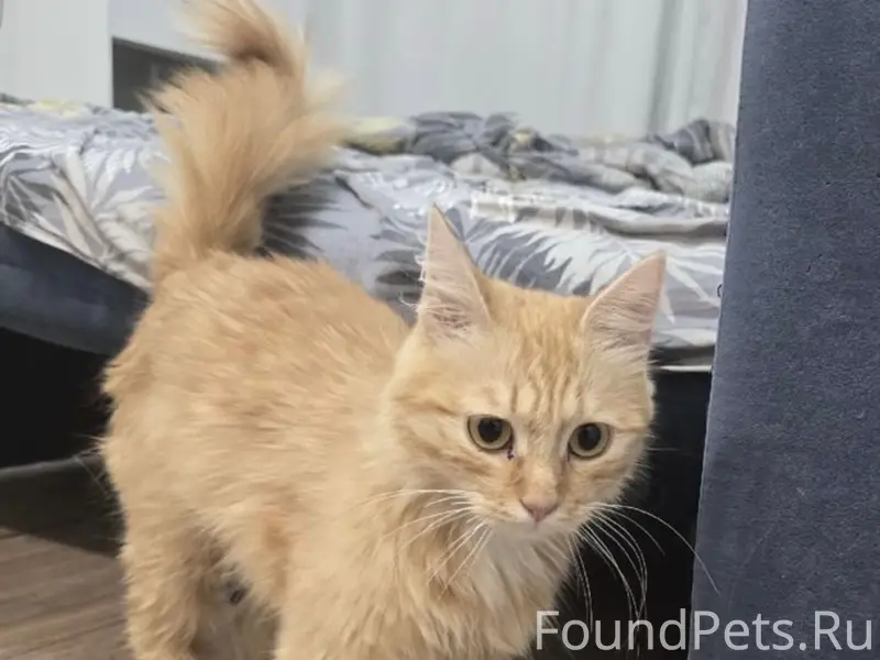 Найдена кошка, нуждается в новом доме