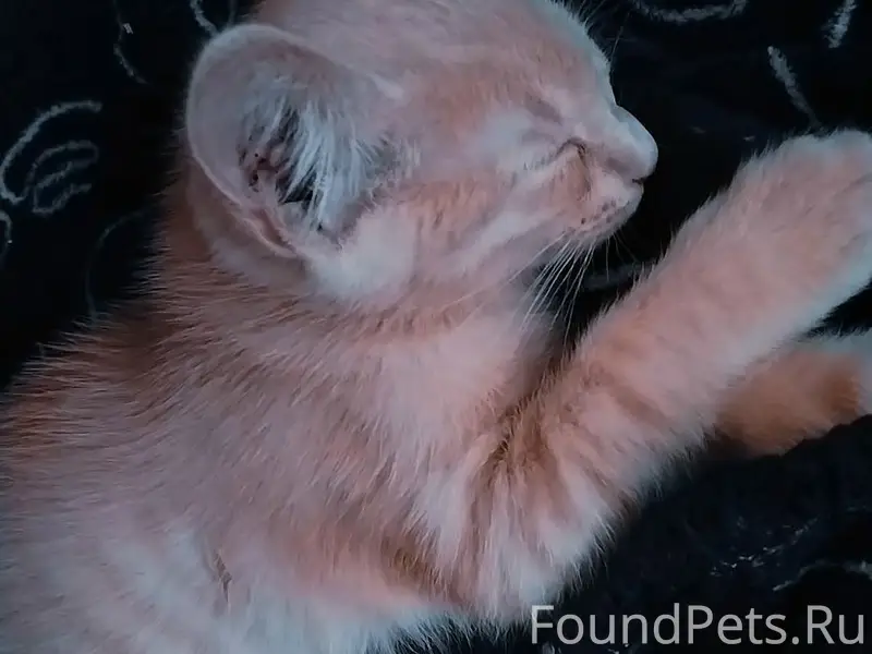 Пропал рыжий котёнок Амлет, район МСО