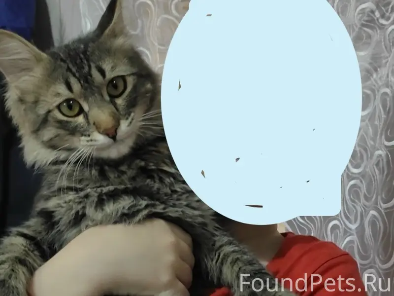 Пропал кот Симба, Ленинский район