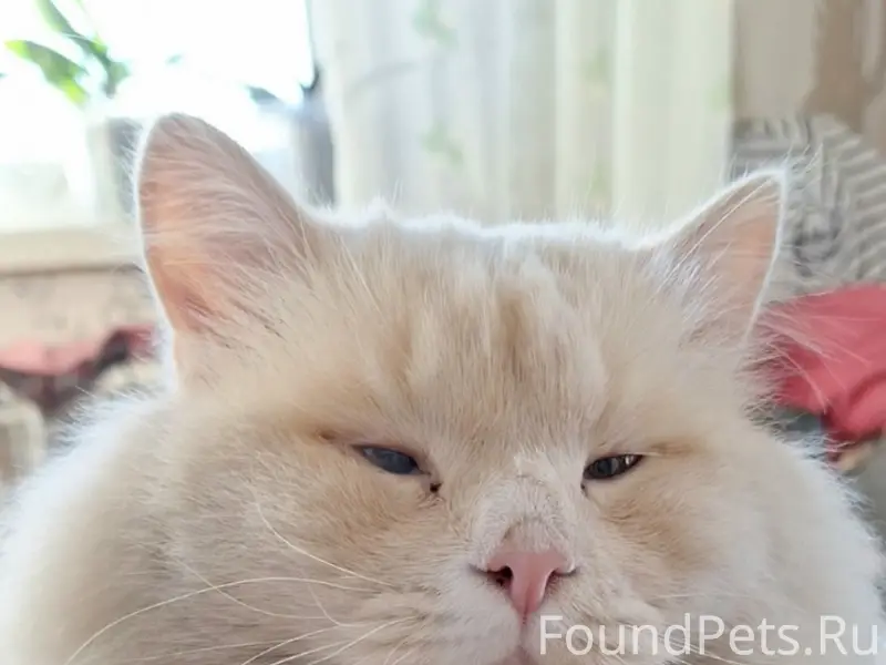 Пропал кот, Боково