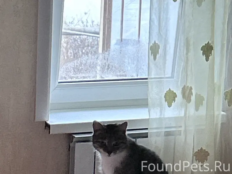 Пропала кошка Маня, улица Кузьмина