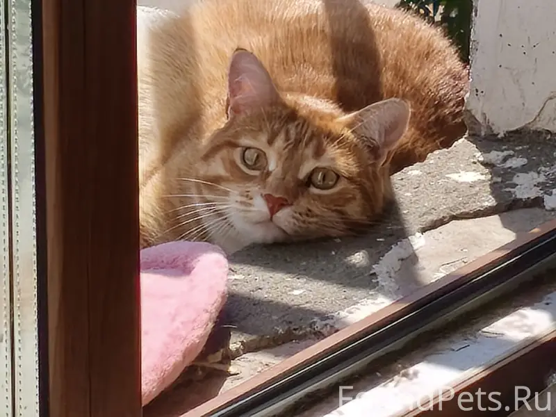 Пропала кошка Ася, район Полиграф