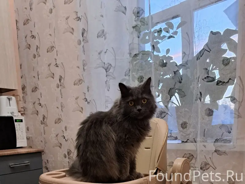 Пропал кот Плюша, район вечного огня