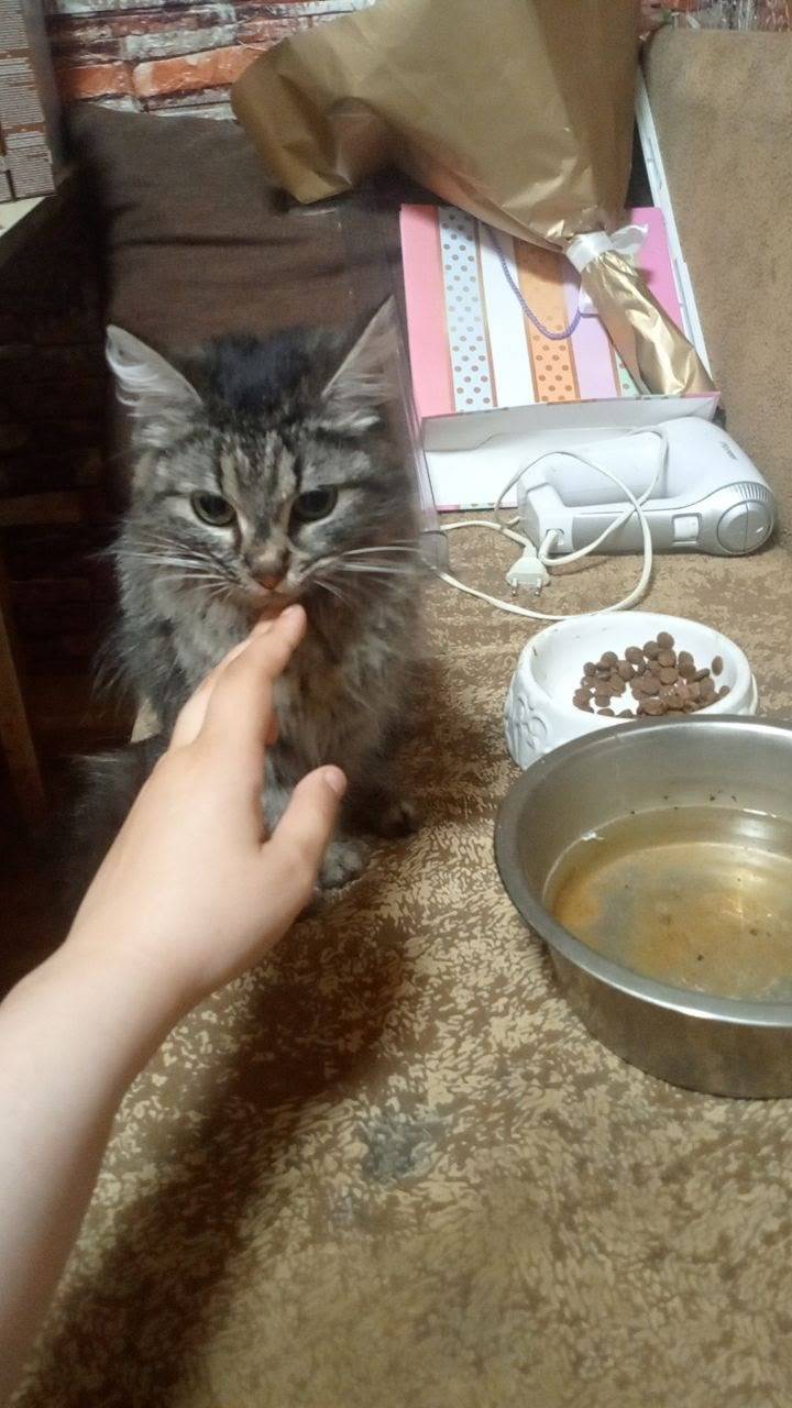 Найдена кошка, набережная за лавочкой, недалеко от Куйбышева 17