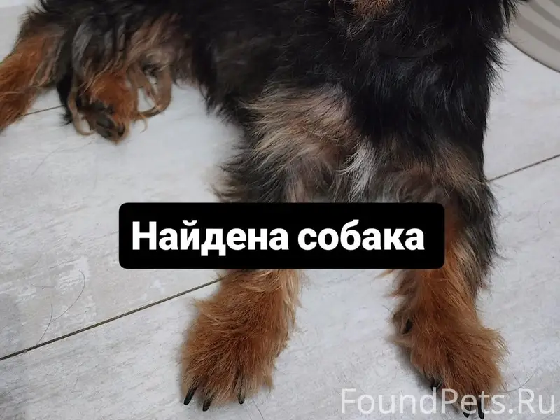 Найдена собака похожая на жесткошерстную таксу, был ошейник