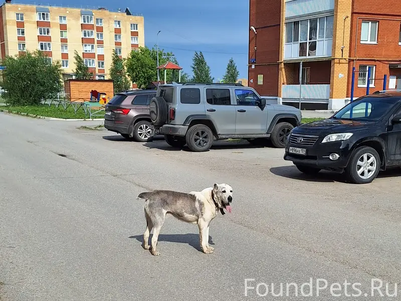 Пропала собака, похожа на алабая, Боровск