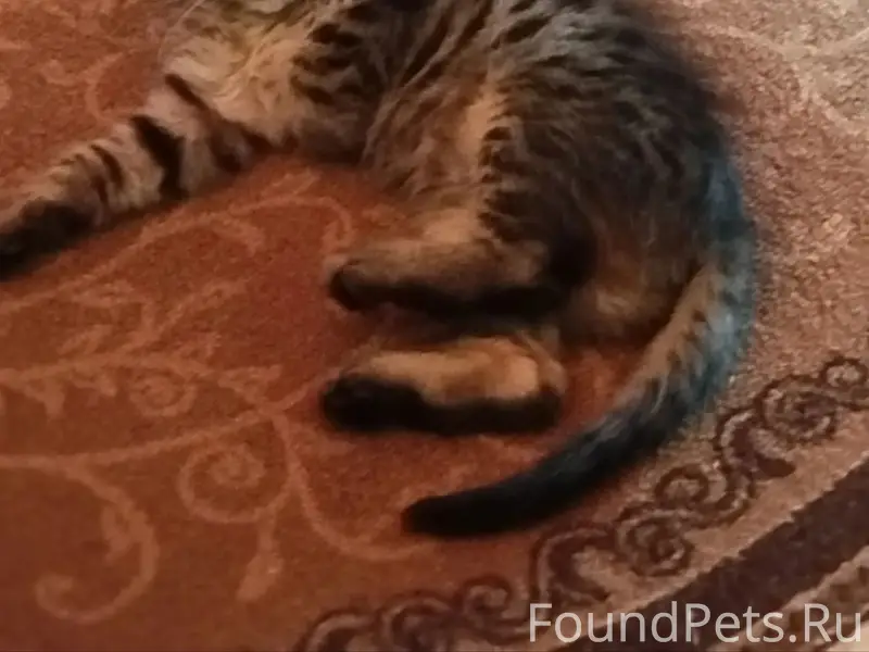 Пропал котёнок Марсик, ул. Ленина