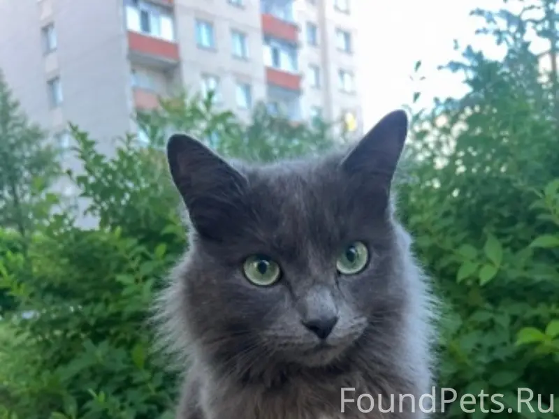 Найдена породистая кошка, парк