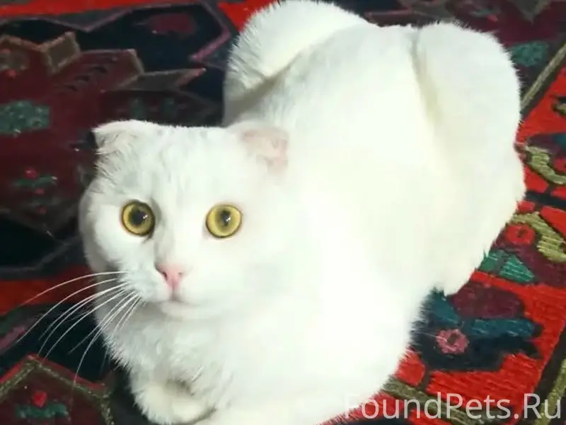 Пропала вислоухая Ася, Нижний Ольшанец