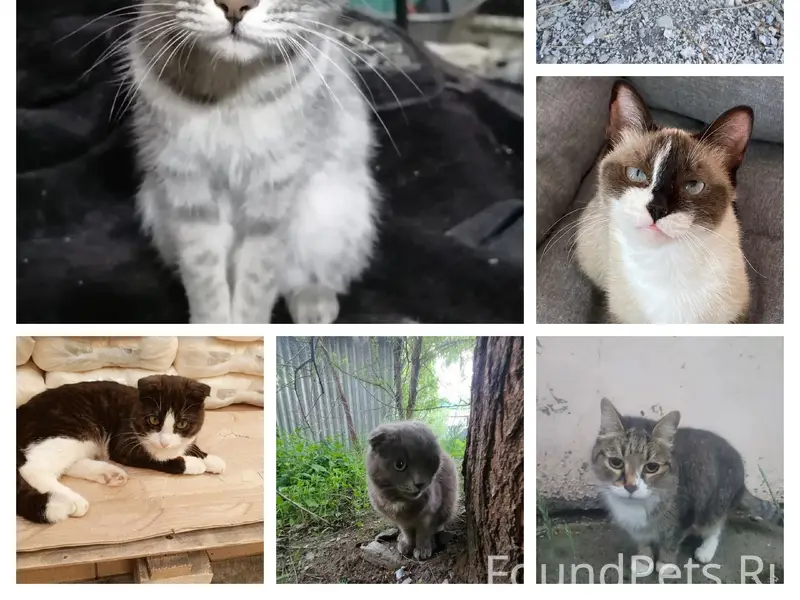 Найдены кошки, Вип Боровский