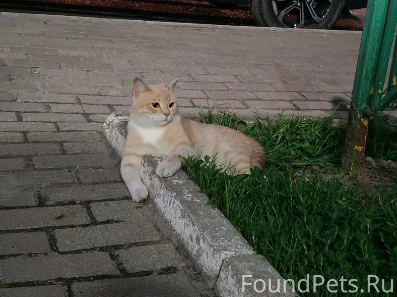 Найден рыжий кот, Дериглазова