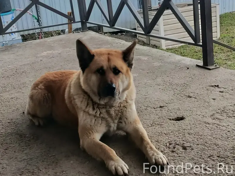 Пропала собака, д. Нижнее Велино