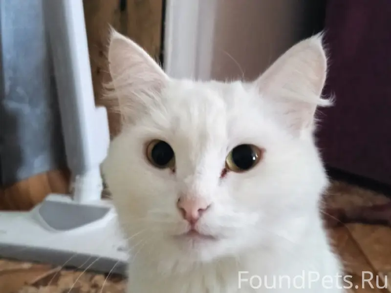 Пропала кошка Муся, район пер. Бубнова