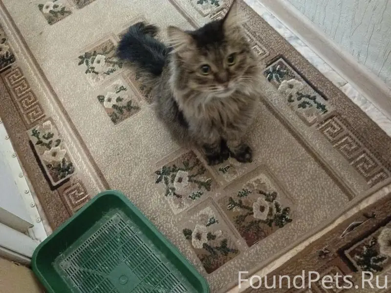 Пропал сибирский кот, 5 мкр