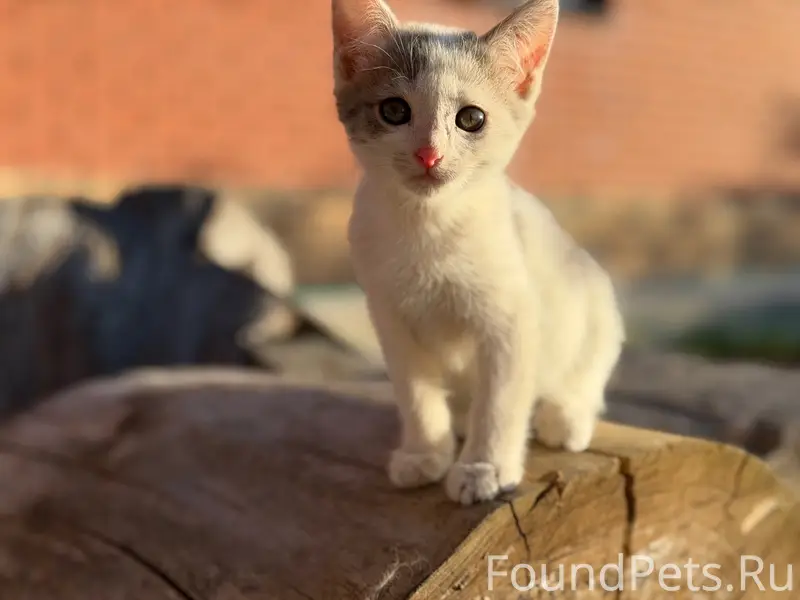 Найден котёнок девочка, серо-белый окрас