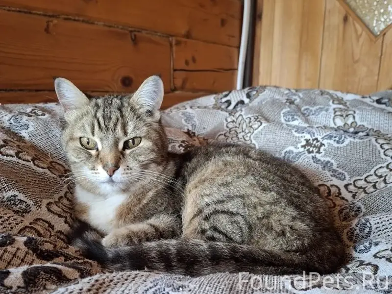 Пропала кошка