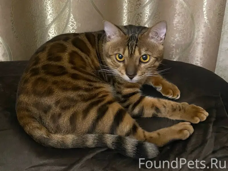 Пропал бенгальский кот, Новосадовый