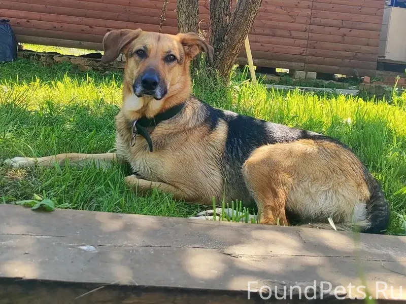 Пропала собака Зара, Нижний Новгород