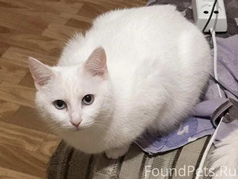 Пропала кошка Баги, улица Мазурова